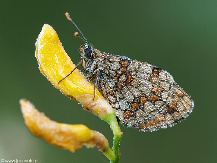 Melitaea... ma quale? - Melitaea athalia